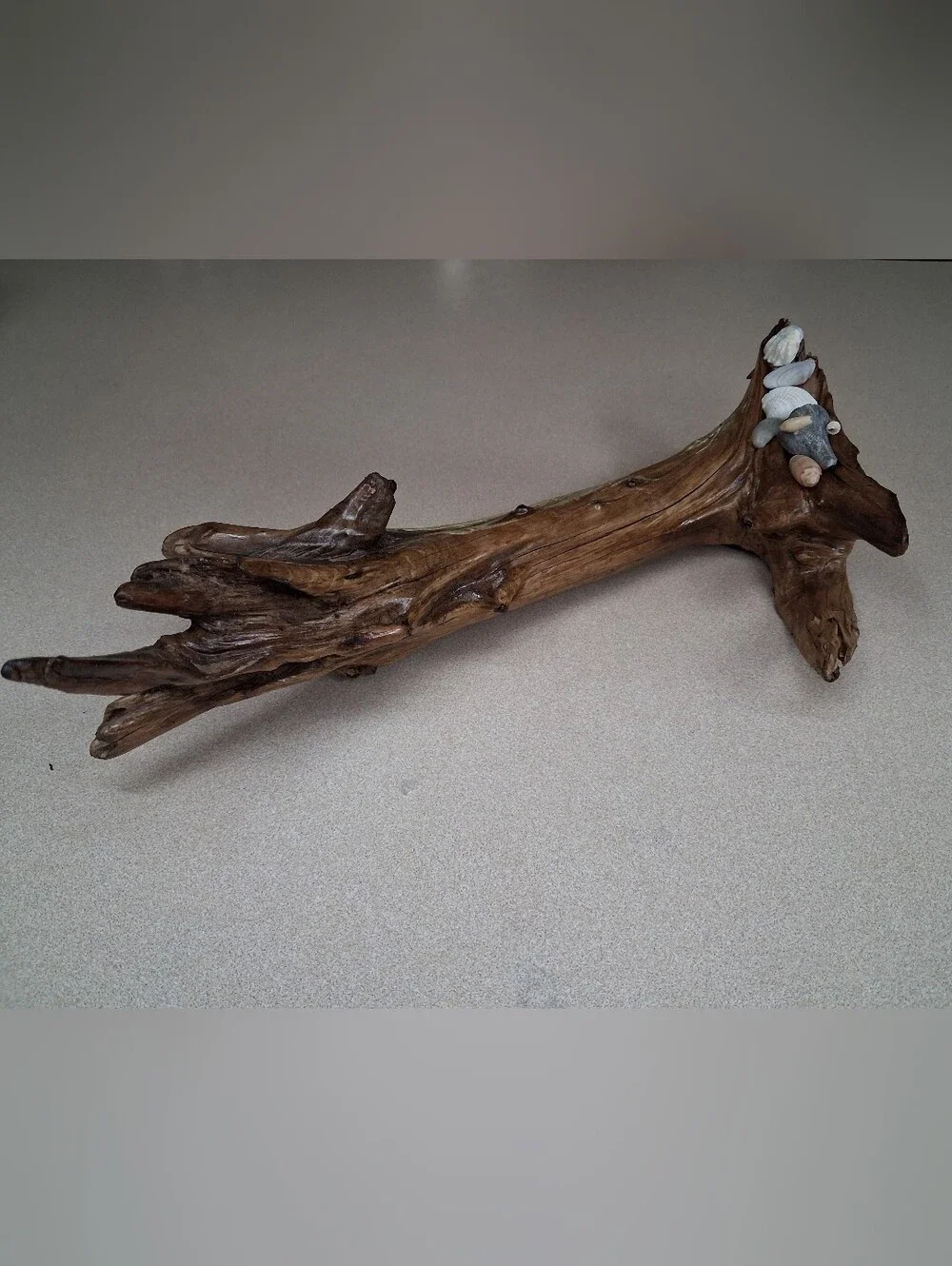 Driftwood Sculpture with Shell Accents